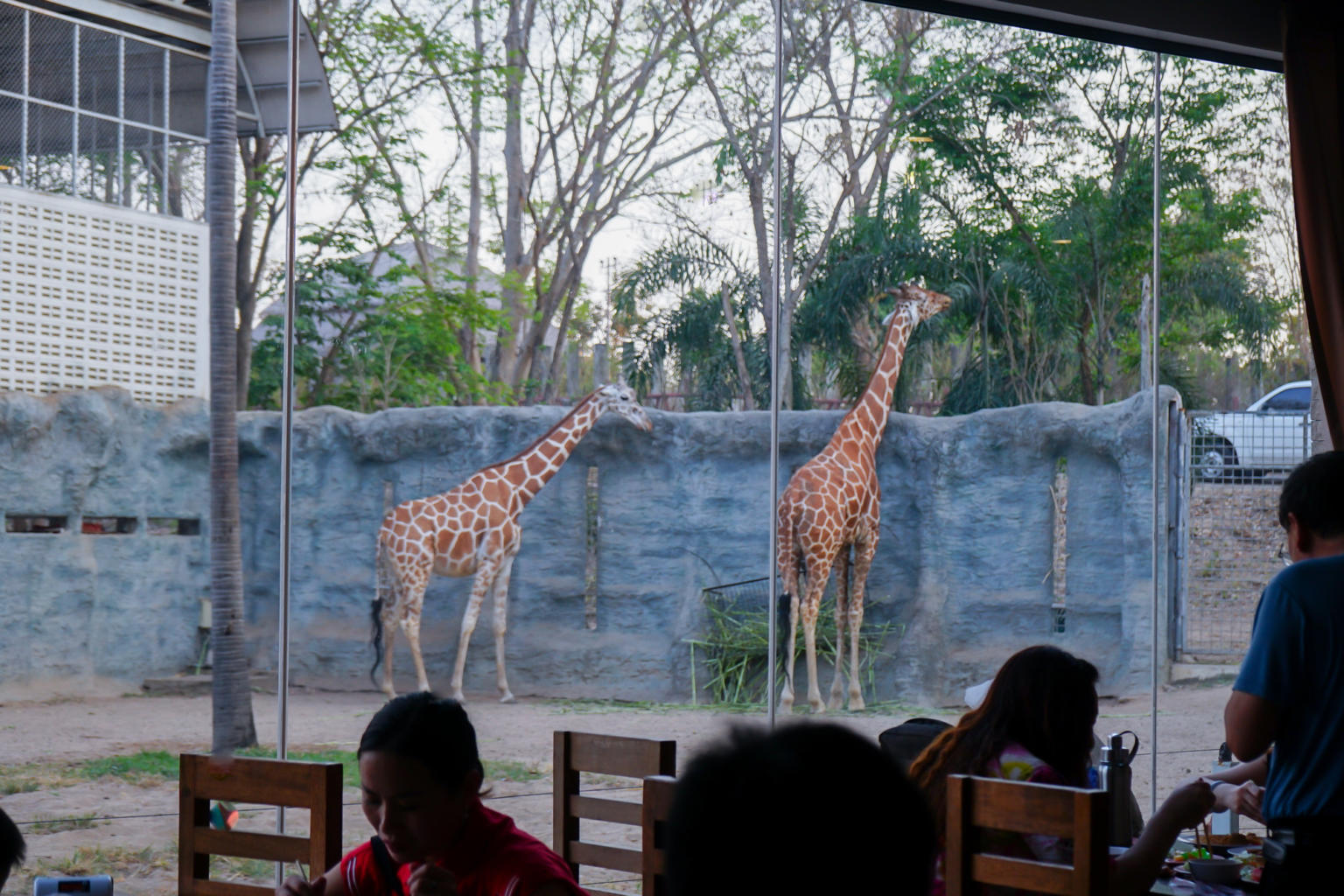 亞洲最大的夜間動物園！清邁夜間動物園｜超近距離餵長頸鹿 (KKday行程心得)