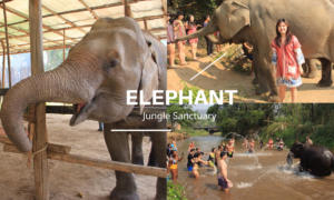 清邁大象體驗營｜和大象一起玩水、泥巴浴 近距離互動