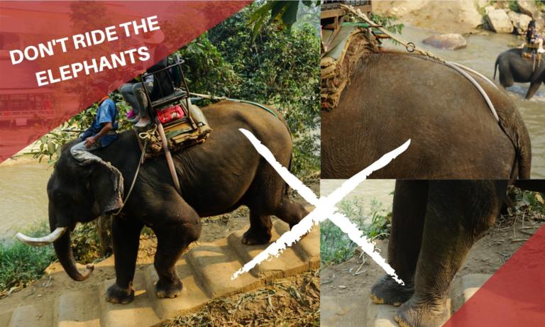 泰國湄登大象學校直擊紀錄｜拒騎大象！不要騎大象的九個原因！