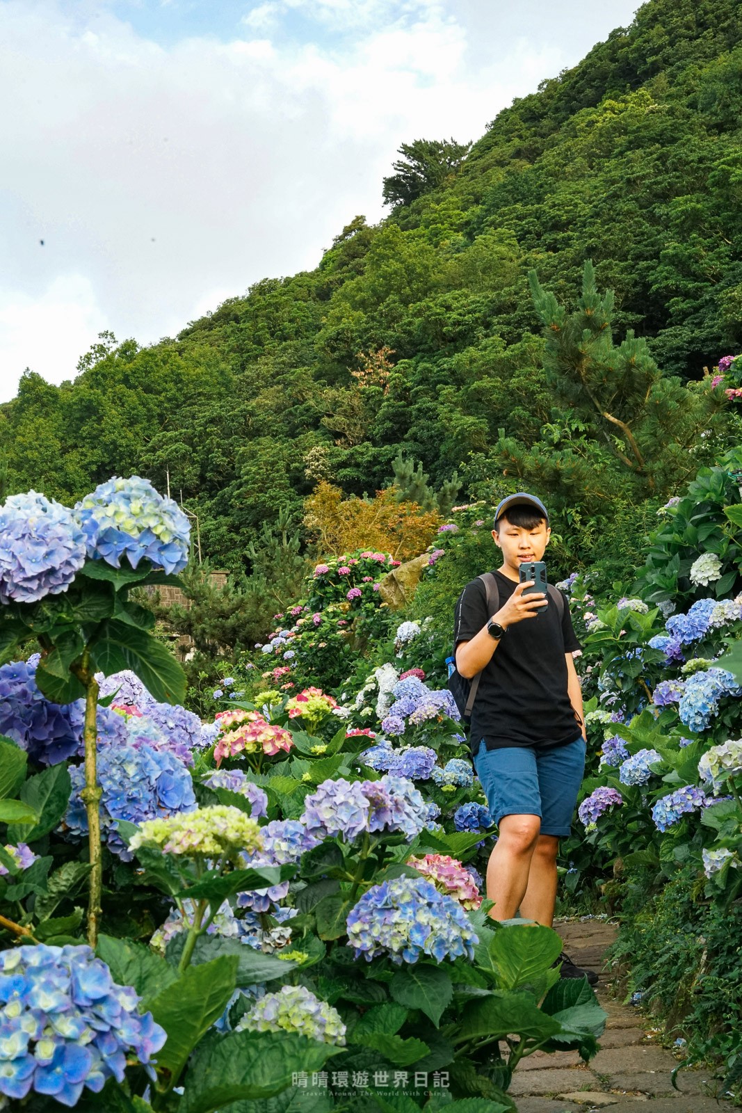 2022陽明山繡球花季開跑》大賞園繡球花園晨間攝影，多色繡球花好拍又夢幻！