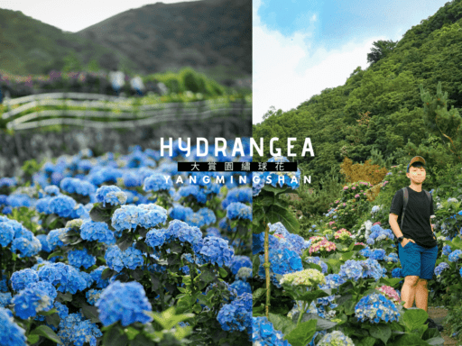 Hydrangea-陽明山繡球花