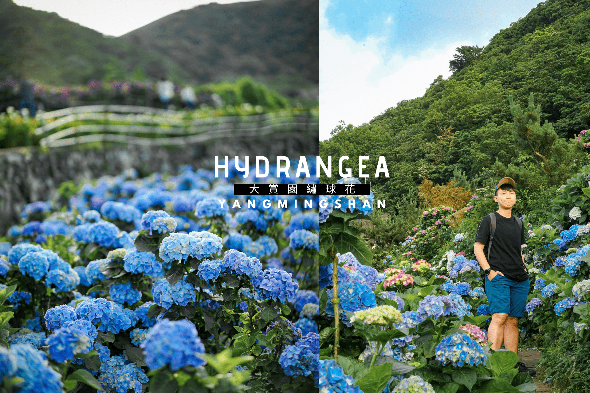 Hydrangea-陽明山繡球花
