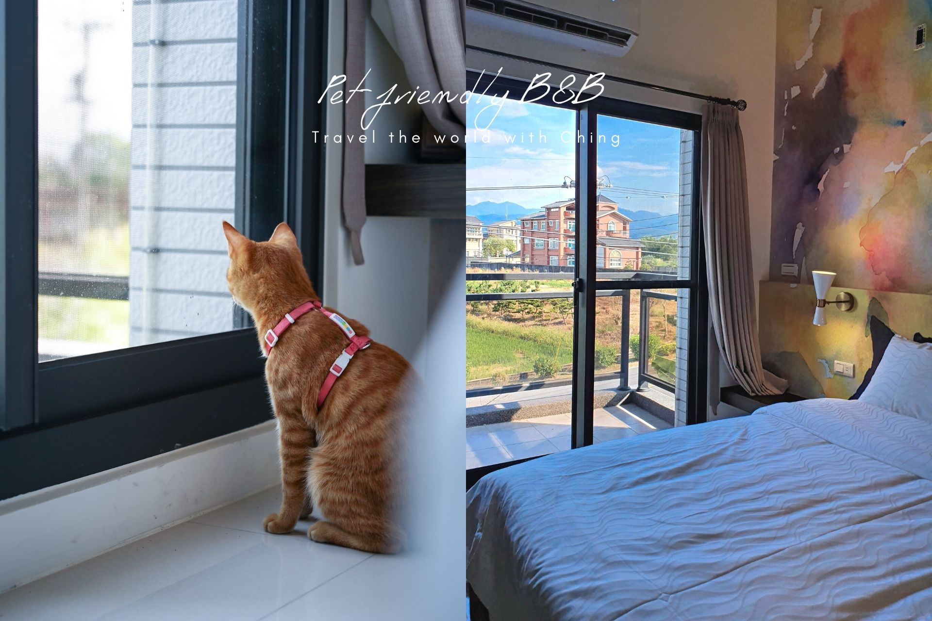 【微陽左岸】美麗溪畔旁的宜蘭寵物民宿 帶貓咪一起旅遊！(有電梯、可包棟)